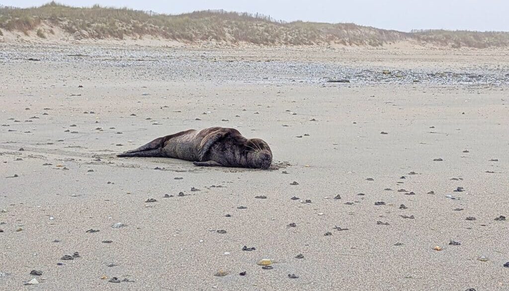 phoque-plage