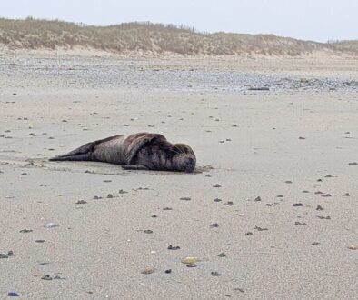 phoque-plage