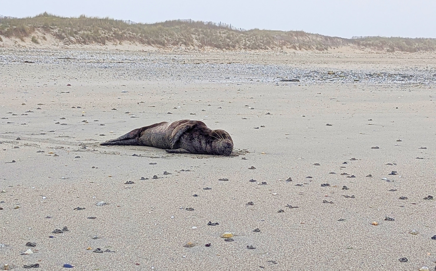 phoque-plage